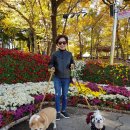 오키독키 | 화순 국화향연 / 오키독키 애견카페 다녀왔어요!