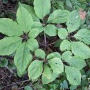 시산농장 이미지