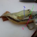 오징어이야기 이미지