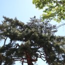 퇴로고가마을 | 밀양 퇴로리 소나무 - 밀양 퇴로고가마을을 지키는 200살의 마을수호 당산목 소나무^^
