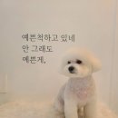 황실 애견미용 살롱 이미지