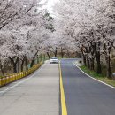명품 벚꽃 길 이미지
