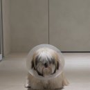 스니프 아틀라스 이미지