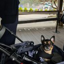 남이섬설리조트1 이미지