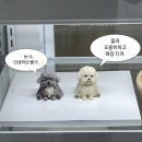 펫티시에 이미지