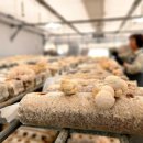 가치마루농장 이미지