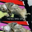 장수촌옻닭 이미지