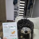 강이랑 아지랑 | 하루올데이 강아지 기관지 영양제 카제로템 강아지 켁켁거림 거위소리 걱정돼서 선택한 솔직 후기