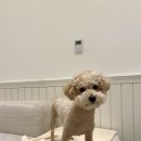 여수포펫 이미지