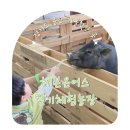 경기도 용인 딸기 체험농장 실내 동물농장 헤븐온어스 아이와 가볼만한곳