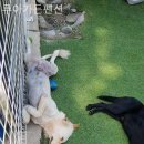 갯마을가든펜션 | 양양호텔 루아가든펜션 힐링 가능한 곳