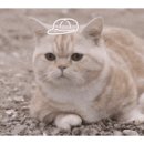 에너자이저 복싱 이미지