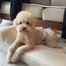 청구빌라앞 | 강원도 평창 : '대박이하우스' 독채풀빌라 펜션 넓은 수영장과 마당, 애견동반 펜션 추천 후기