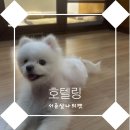 서른살나의펫2 이미지