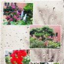 백일홍동산 이미지