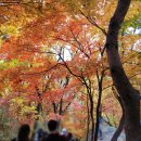 단풍두부 이미지