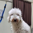 너만볼개 이미지