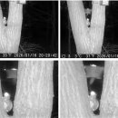 다람쥐가 이미지