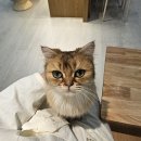 캣플 동탄점 | 라크몽 캣플 동탄점 솔직후기 [내돈내산]