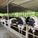 청보리목장 | 당진 예산 여행 아그로랜드 태신목장 5월 청보리 출사지 추천