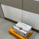 한창농장 | 강태휴 농장 천혜향 내돈내산 후기 | 아이 간식으로 최고 🍊