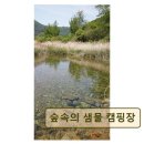 숲속의 샘물 캠핑장 | 강원도 글램핑 캠핑장 추천 숲속의 샘물 캠핑장 자연 속 청정 캠핑 경험