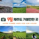 NR-3[평화로]-하-30 | [공지] 9월 제주도 가볼만한 곳, 서쪽 여행코스를 집중적으로! 날씨, 옷차림 정보까지