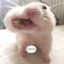 짐그로우 이미지