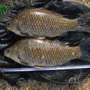 대물낚시 이미지