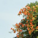 인화여자고등학교 이미지