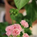 위드메드 이미지