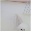 동글하개 네이버블로그