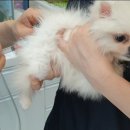 금나래동물병원 이미지