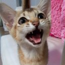 Ori has really sharp teeth!! 이미지