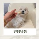 견생냥품 | [문산] 파주애견용품 견생냥품 다녀온 후기