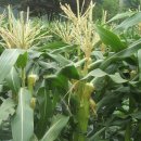 상순농장 이미지