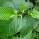 오리나무 이미지