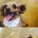 왈왈애견미용샵 이미지