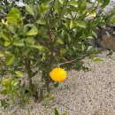 톨랑톨랑 | 제주 한림 숙소 추천! 뒷마당이 있는 톨랑톨랑 금귤방 후기