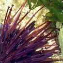 Sea urchin 이미지