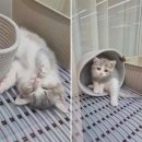 창원고양이분양 퍼스트캣 창원점 | 사랑스러운 고양이와 함께하는 행복한 삶, 창원고양이분양 퍼스트캣 창원점에서