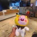 와우 뽑기방 이미지