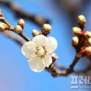 매화로 이미지