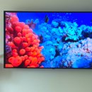 OLED65B4NNA LG 전자 올레드 UHD TV 티비 장점 특가 할인 방법