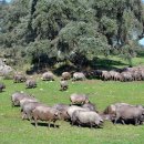 순종1농장 이미지