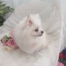 초원샵 이미지