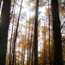 노랑고개 이미지