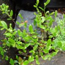 읍내로(대로3-5) 이미지