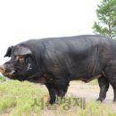 축진농장 이미지