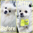 우주펫애견미용 이미지